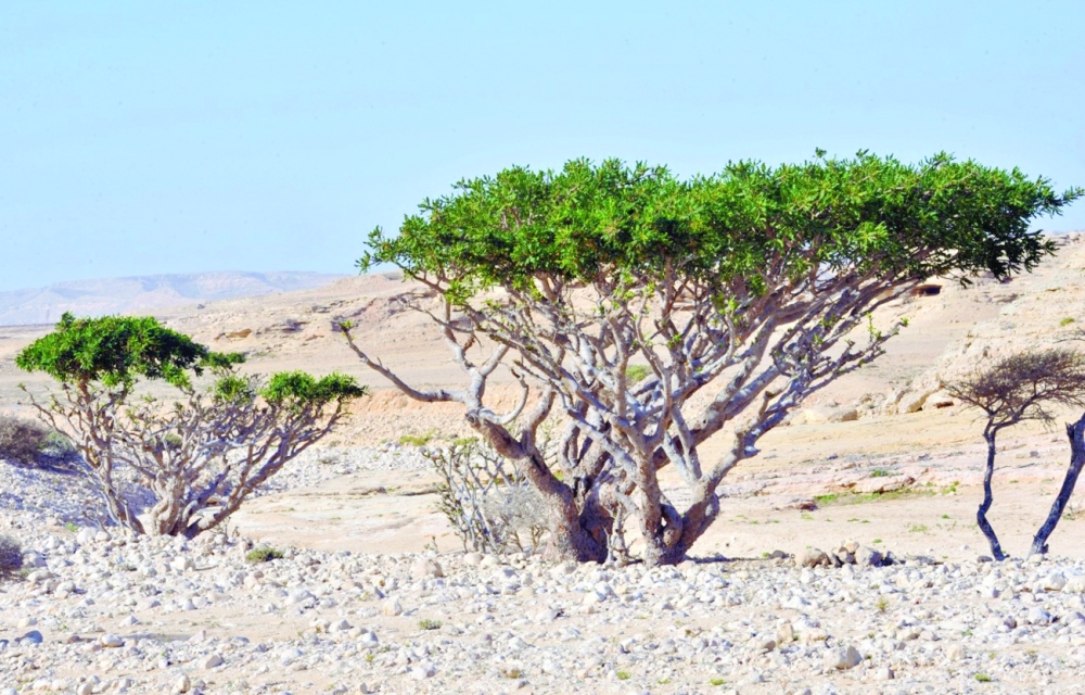 اشجار اللبان