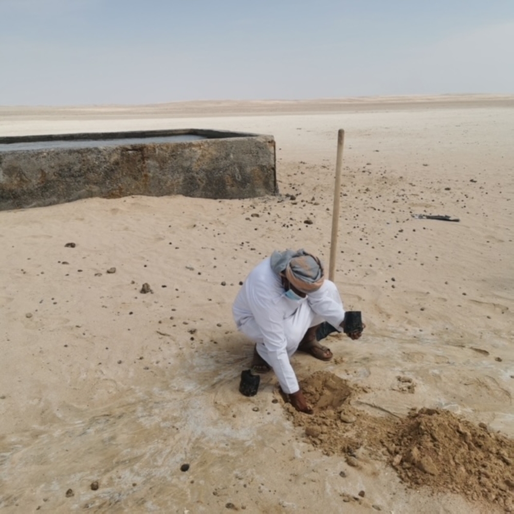 خلال غرس الشتلات 