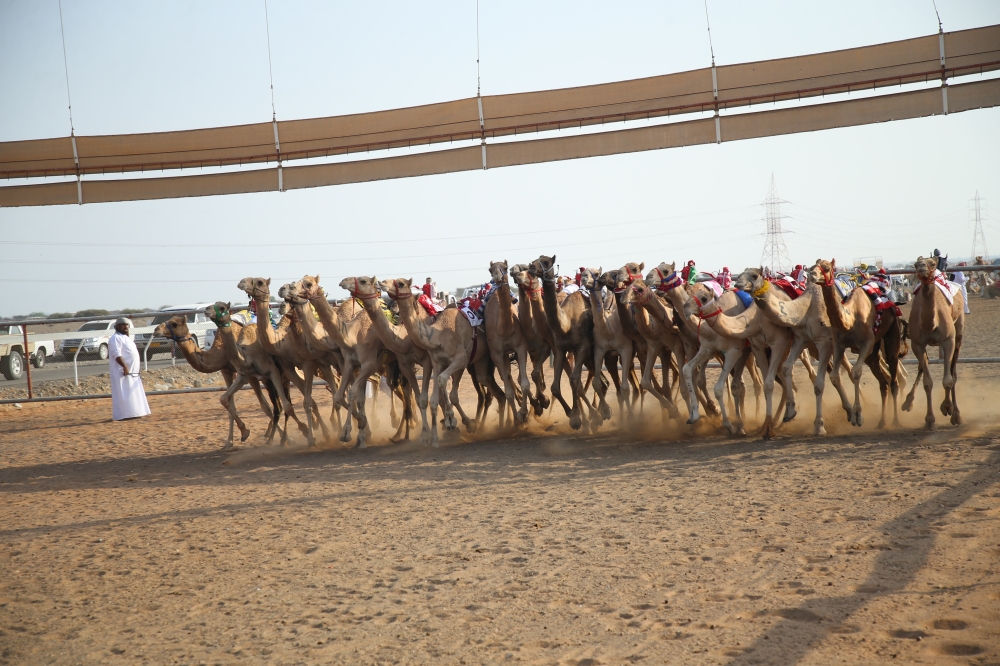 من سباق الهجن بولاية صحار