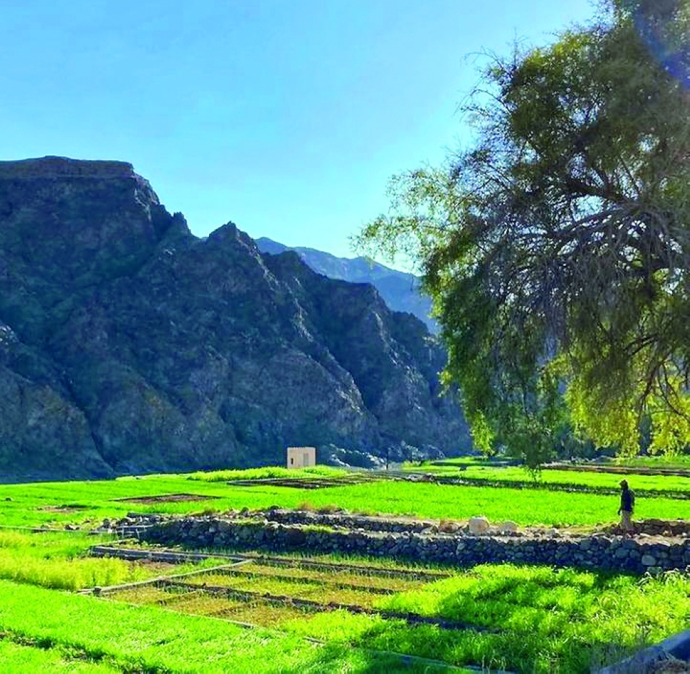 منظر جميل للخضرة بمزارع الخبيته