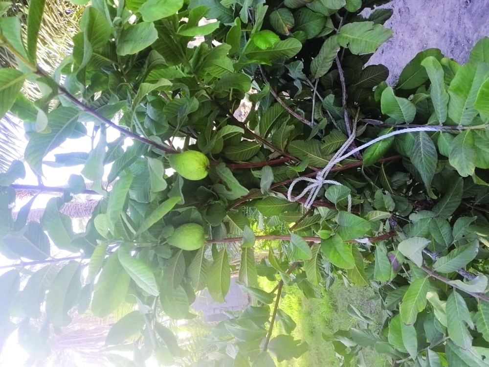 IMG-20220205-WA0029