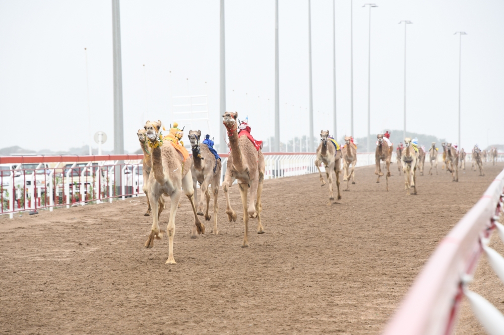 جانب من سباقات الهجن الماضية