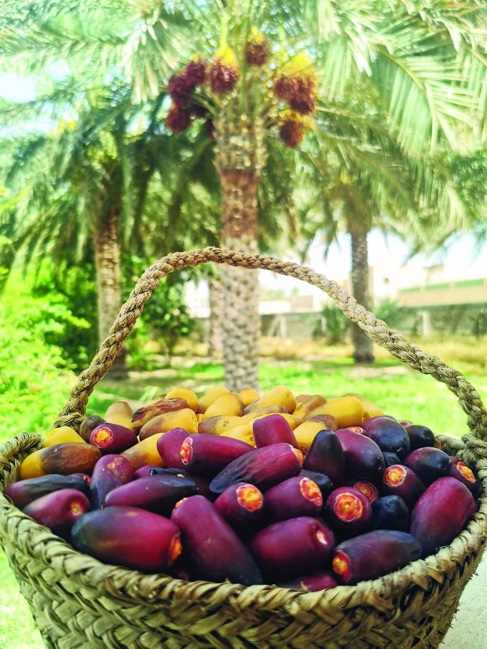 مخرافة رطب من النخيل الباسقة