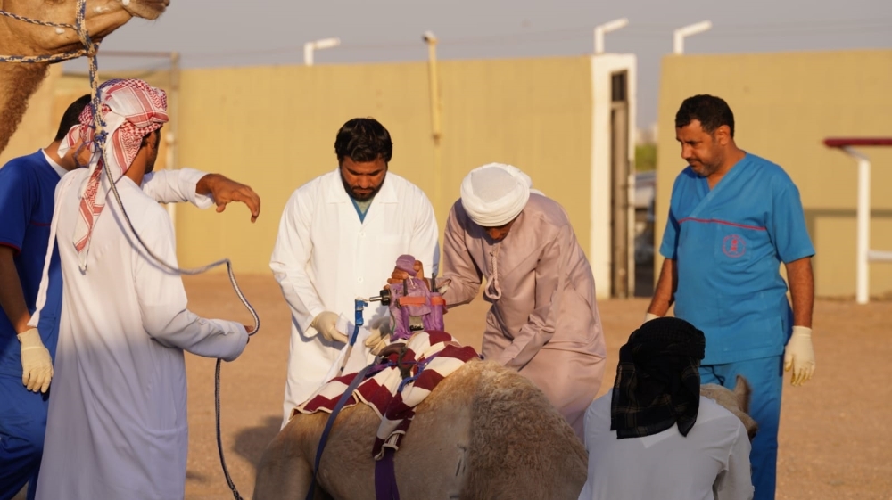 فحص النوق المشاركة
