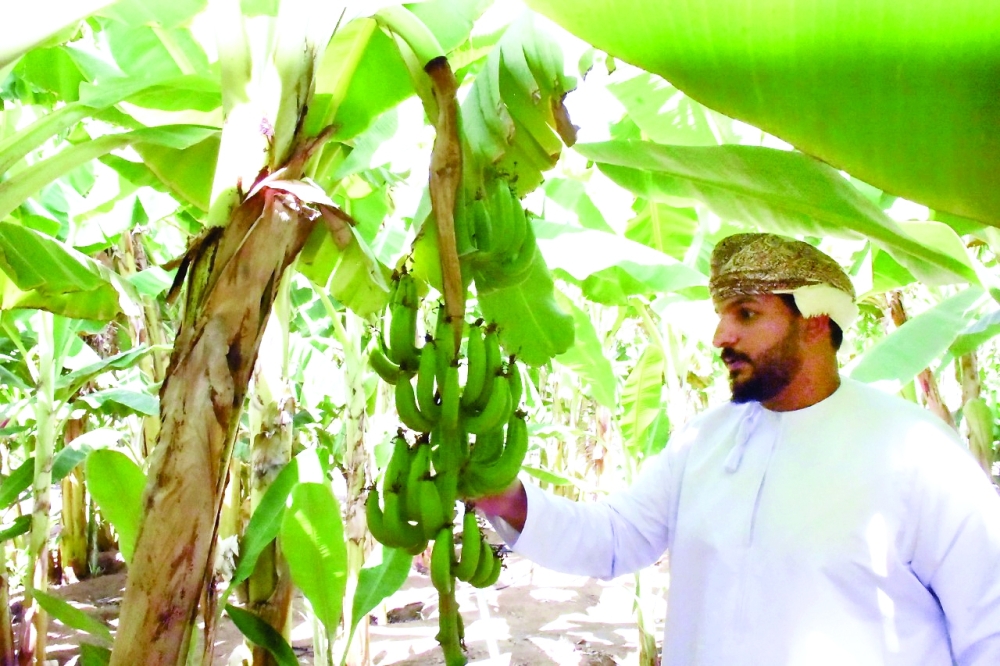خلال تنفيذ مشروع جمع وتوصيف سلالات الموز