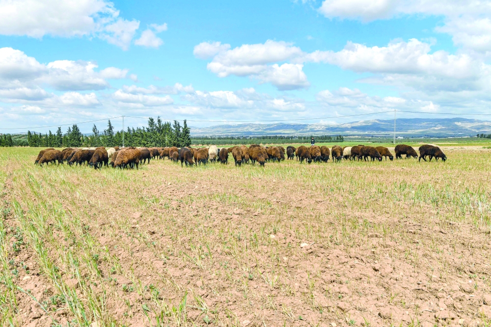 Image:شح المياه في تونس يهدد بموسم إنتاج حبوب «كارثي»