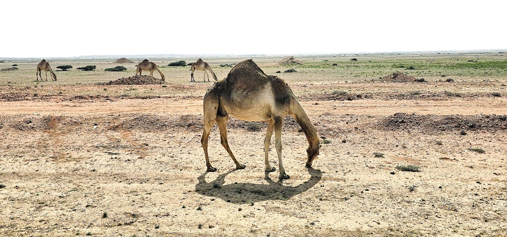 مجموعة من الإبل ترعى في سيوح الولاية الفسيحة...
تصوير: حافظ سويلم