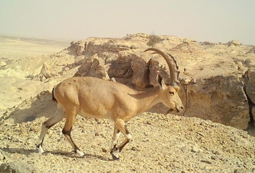 الوعل النوبي