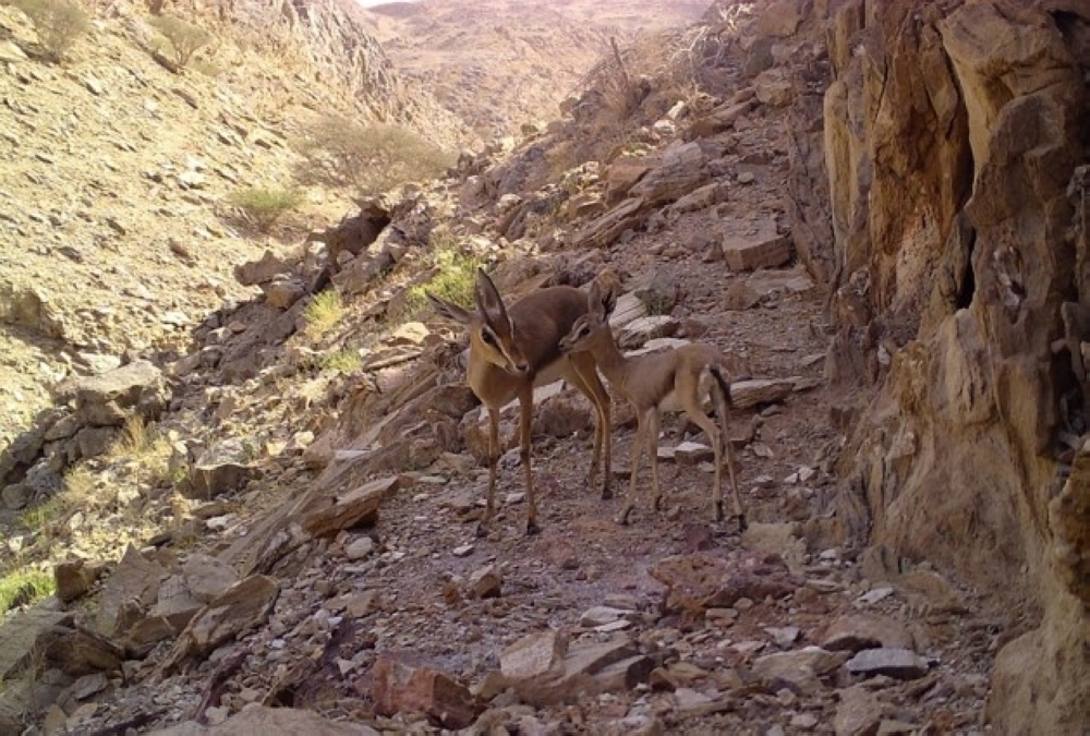 الغزال العربي