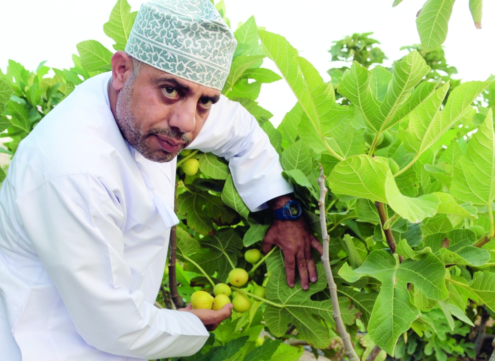 داود الدغاري وسط أشجار التين المثمرة