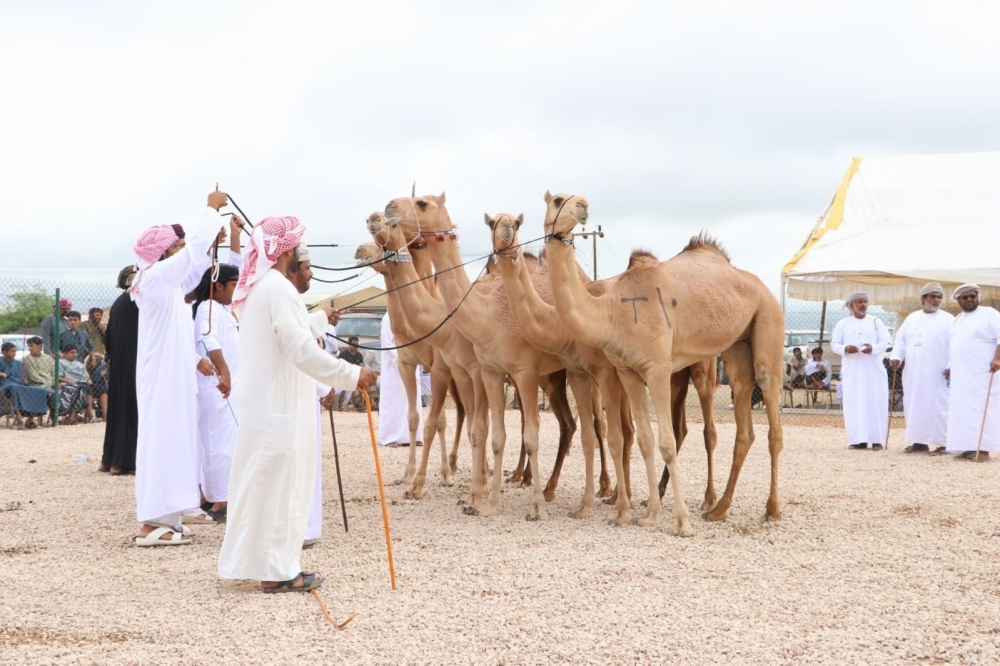 أحد أشواط منافسات المزاينة