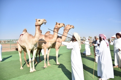 تواصل منافسات مسابقة المزاينة للهجن بميدان الفليج 