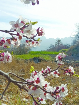 سلطنة عُمان – بدأت أزهار المشمش تتفتح في قرية كان بخل