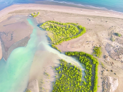 سلطنة عُمان – خور القرم بالمصنعة يعزز التوازن البيئي ويشهد جهود تأهيل وزراعة مكثفة
