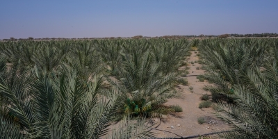 سلطنة عُمان – طرح 20 فرصة استثمارية لمشاريع زراعية وحيوانية بمحافظة البريمي