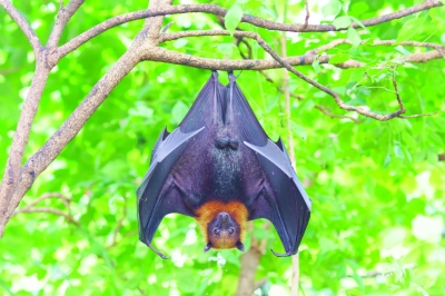 سلطنة عُمان – بعد كوفيد-19.. ما هو الخطر الحقيقي لفيروس “نيباه”؟