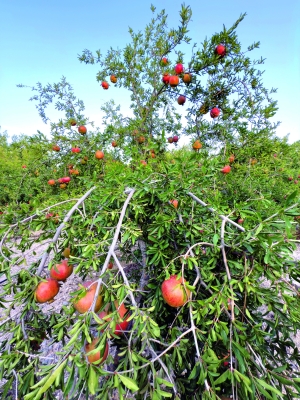 سلطنة عُمان – دراسة: الارتفاع الجغرافي والمناخ يحددان جودة ثمار الرمان