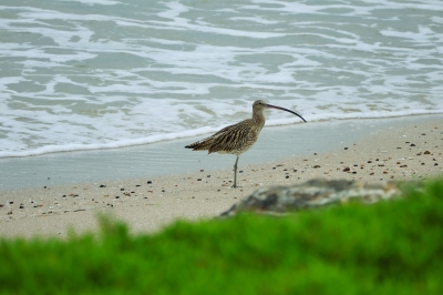 سلطنة عُمان – بر الحكمان.. ملاذ للطيور المهاجرة وموطن عالمي للتنوع البيولوجي