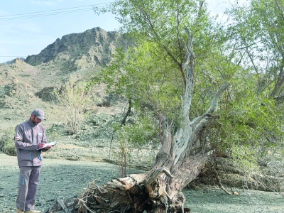 سلطنة عُمان – يستمر في تقييم تأثيرات Low Delights على الممتلكات والغطاء النباتي