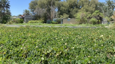 سلطنة عُمان – منخفض “المسارات” يعزز الاحتياطي المائي وينعش النشاط الزراعي بولاية نزوى