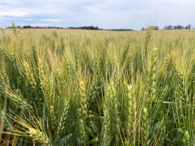 مقدمة 2-الفاو: أسعار الغذاء العالمية قد ترتفع أكثر إذا استمرت حرب إيران