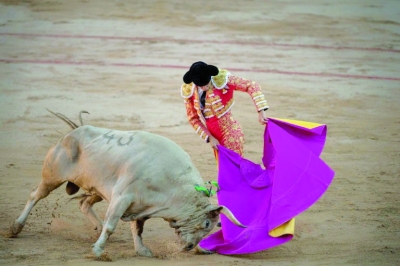 ثور يردي مصارعا سابقا في إسبانيا