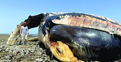 جمعية البيئة العمانية تنجز خطة صون دولية لحيتان العرب الحدباء المهددة بالانقراض