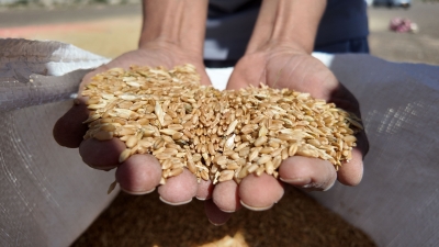 بدء حصاد القمح بولاية المضيبي