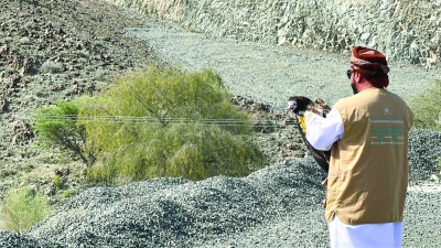 إطلاق طيور جارحة إلى بيئاتها الطبيعية بمحافظة جنوب الباطنة