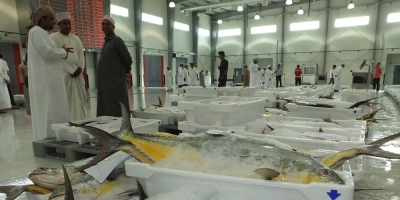 سلطنة عُمان – إجمالي قيمة الأسماك المنزلة في سلطنة عمان يتجاوز 576 مليون ريال عماني