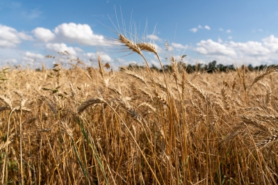 القمح ينخفض 3% والذرة تتراجع مع إعلان ترامب وقف إطلاق النار