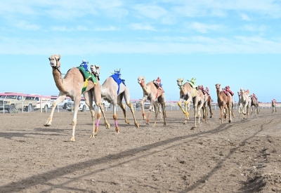 تكريمُ الفائزين في سباق الهجن بولاية هيماء