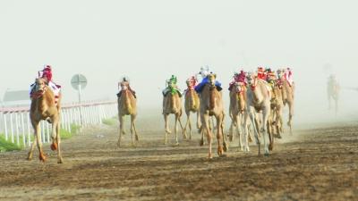 إسدال الستار على ملتقى الأصايل للهجن بالمضيبي