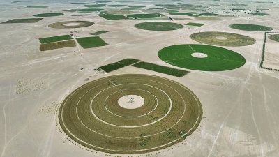 29 مليون ريال حجم الاستثمارات المنفذة في مشروعات الأمن الغذائي