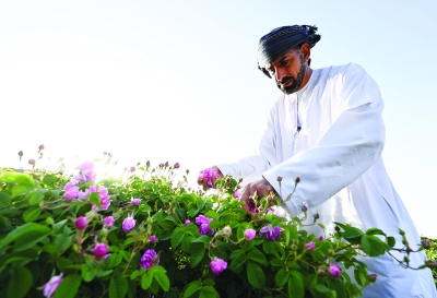 سلطنة عُمان – وردة الجبل الأخضر… عطر يوقظه الندى وأشعة الشمس الأولى