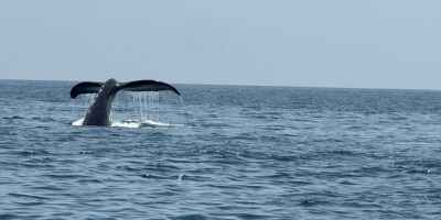 توثيق نشاط حيوي للحيتان الحدباء في شمال شرق جزيرة مصيرة