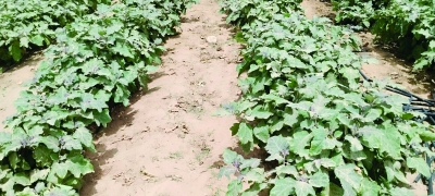 "سيح سلام" بولاية ضنك.. واحة زراعية مزدهرة تعانق الصحراء وتدعم الاقتصاد المحلي