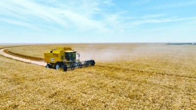 وزارة الثروة الزراعية والسمكية وموارد المياه تواصل حصاد القمح في النجد الزراعية