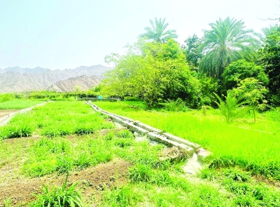 مشروعات القطاع الزراعي تعزز منظومة الأمن الغذائي بمحافظة شمال الشرقية