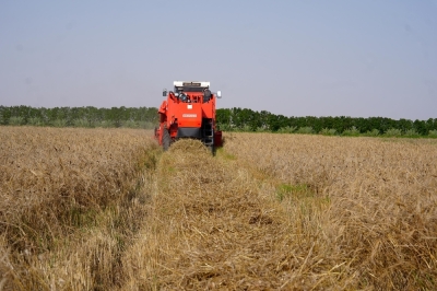 بدء حصاد محصول القمح في ولايات محافظة جنوب الشرقية