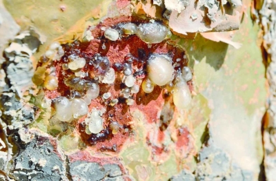 تسجيل اللبان العُماني دوليا كمؤشر جغرافي في المنظمة العالمية للملكية الفكرية "الويبو"