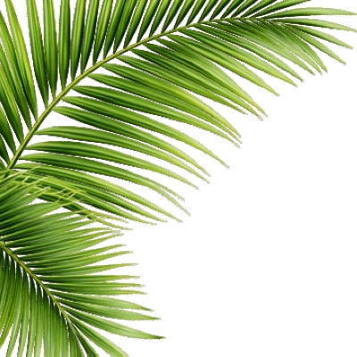 ابتكار عُماني يوظف سعف النخيل في إنتاج مواد نانوية صديقة للبيئة