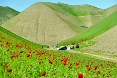 حقول الخشخاش الحمراء مقصدا للاحتفال بالربيع في أفغانستان