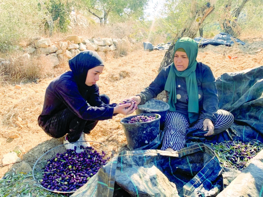 مزارعون فلسطينيون يسرعون إلى الحصاد في مواجهة عنف المستوطنين