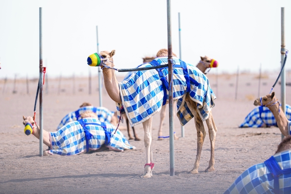 الهجن إرث حاضر في ميادين المجد