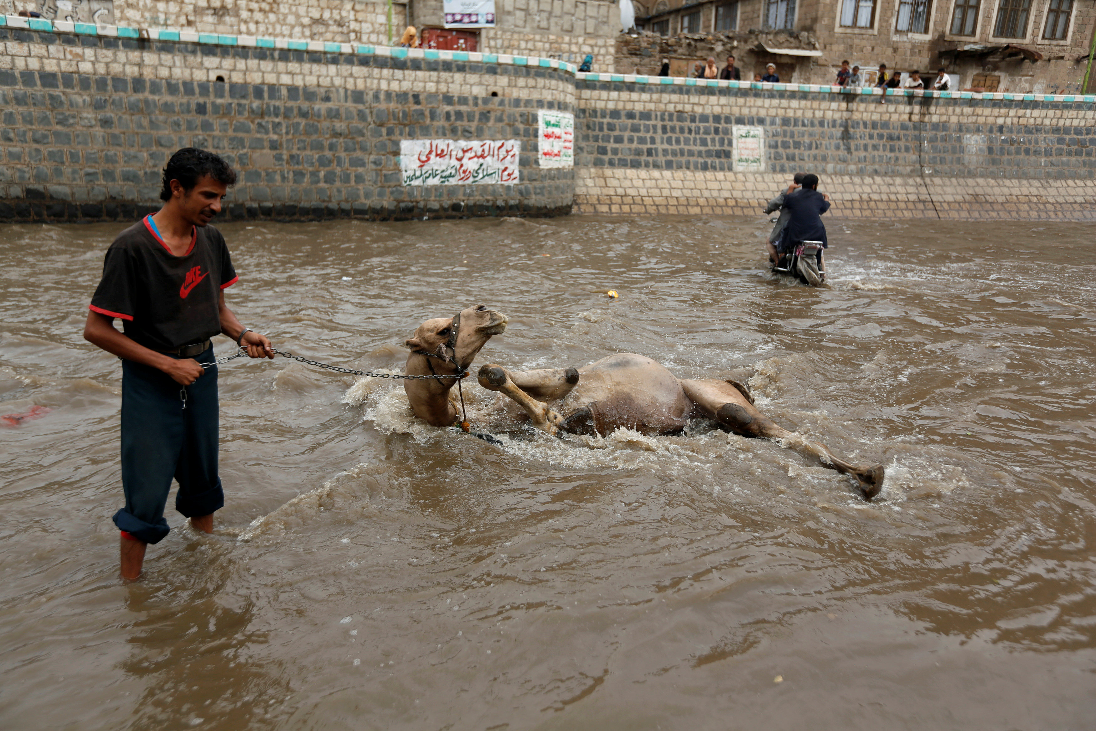 Man washes his camel in floodwater in the old quarter of Sanaa