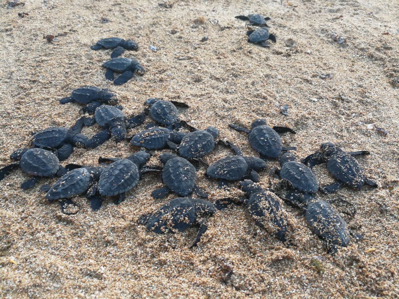 Ghadi News- Sea Turtles hatchlings Tyre636365696046768557