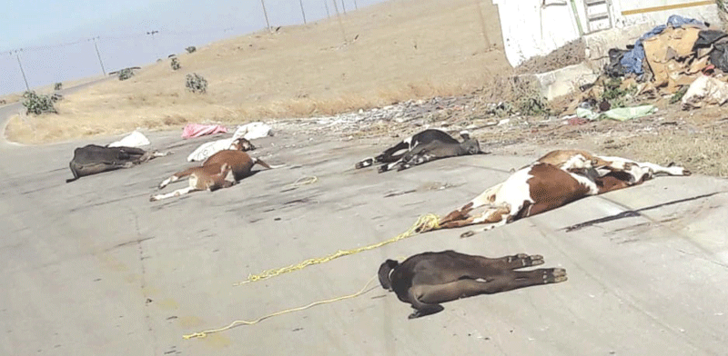 185159_ECO_03-02-2019_p05