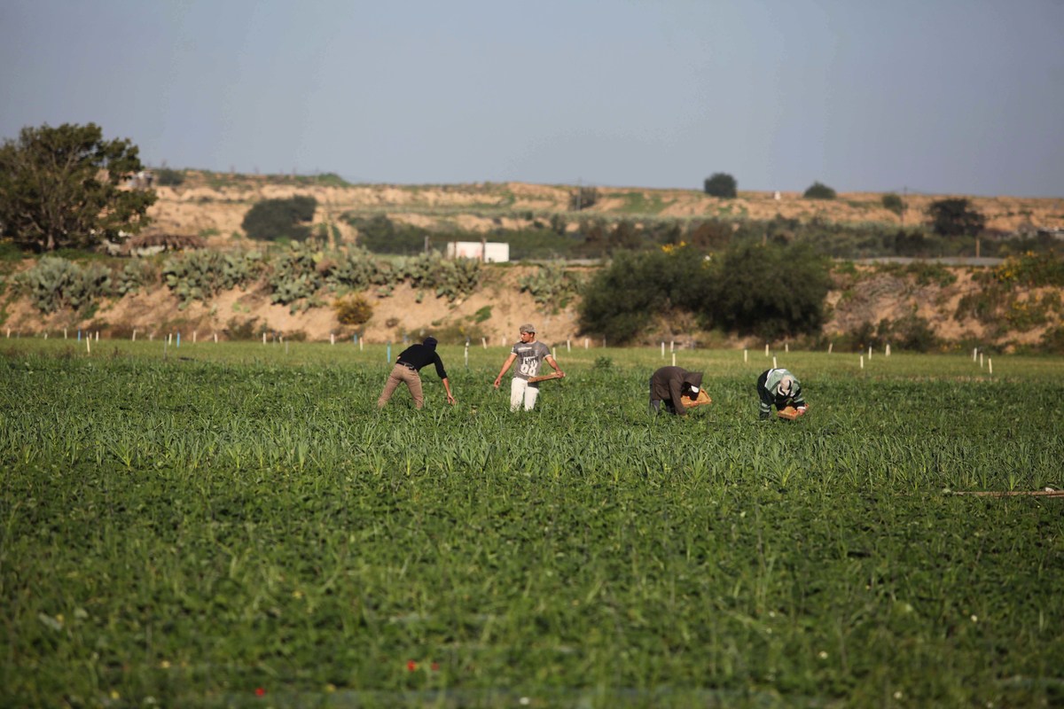 Palestinian farmers pick strawberries in the northern Gaza Strip town of Beit Lahia