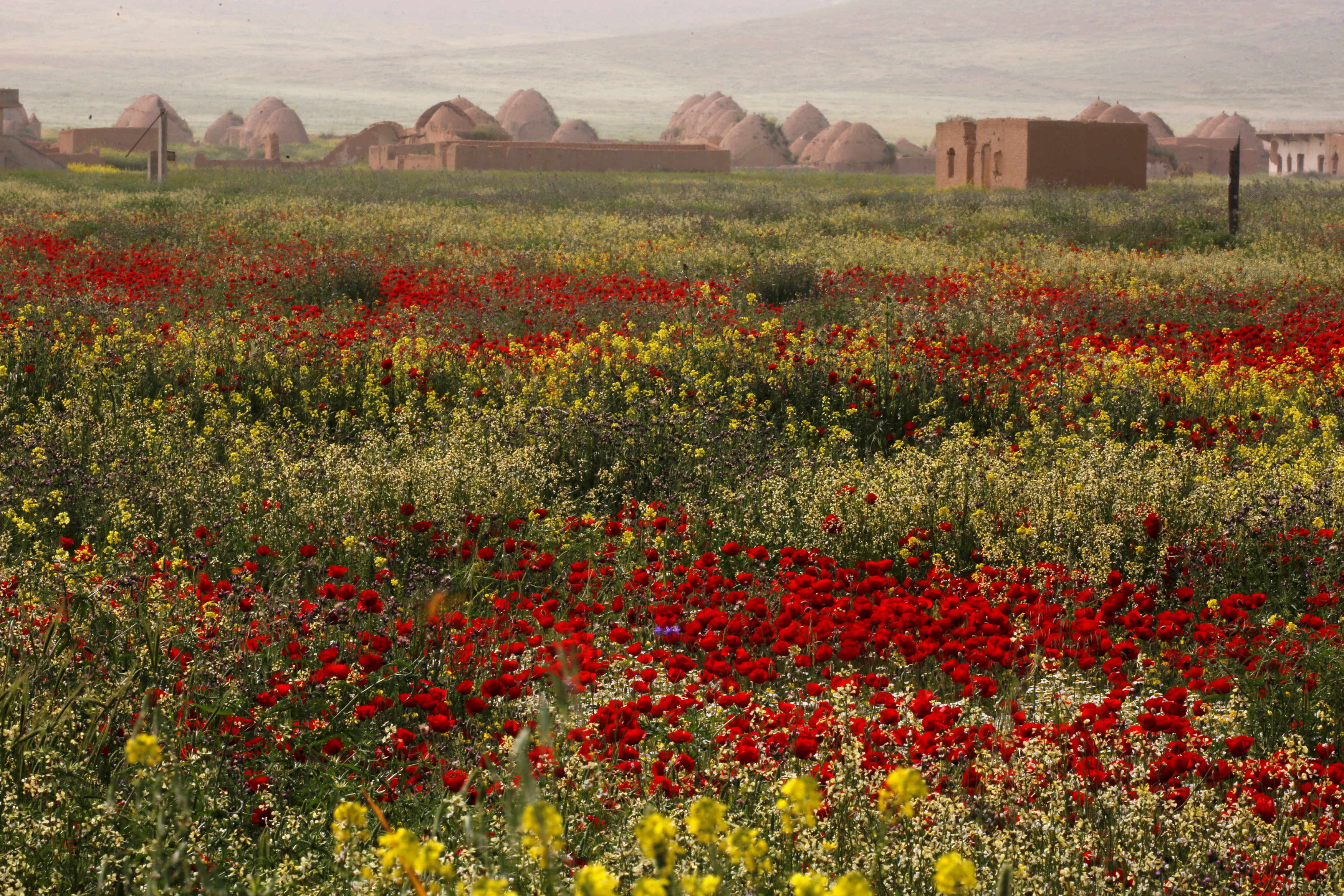 Poppies are seen in full bloom during spring in Aleppo governorate